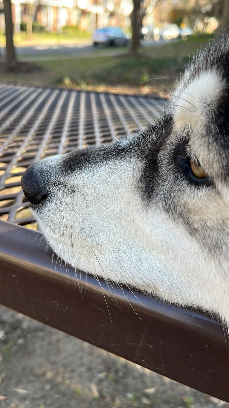 Rocket, a Siberian Husky and Alaskan Malamute mix tested with EmbarkVet.com