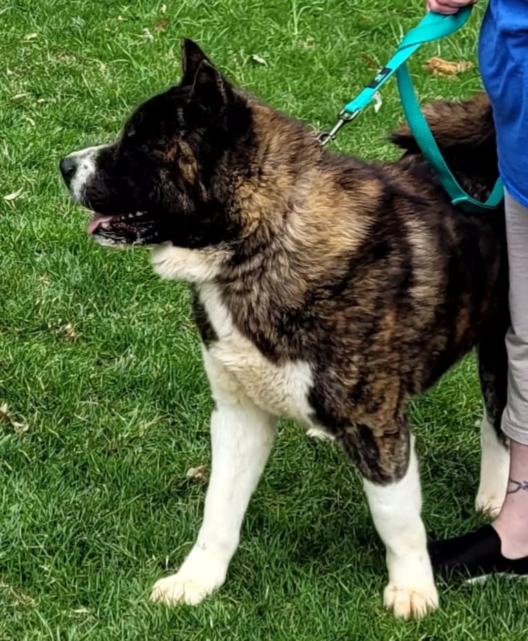 Bruno, an Akita tested with EmbarkVet.com