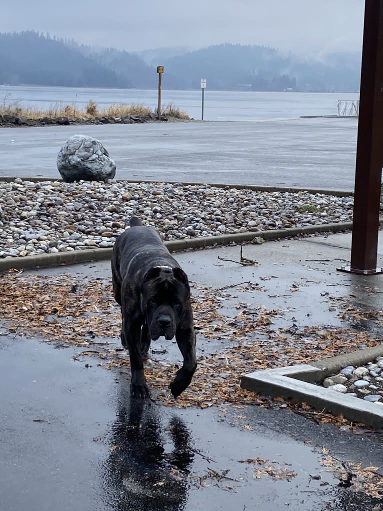 Riggs, a Boerboel and Neapolitan Mastiff mix tested with EmbarkVet.com