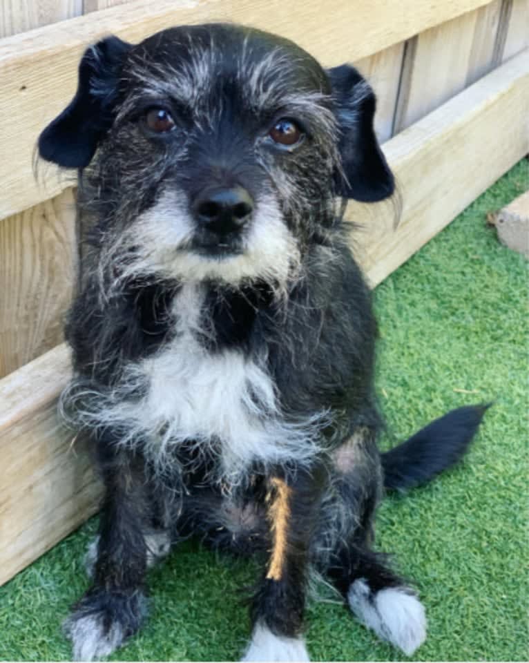 Marcy, a Chihuahua and Cocker Spaniel mix tested with EmbarkVet.com