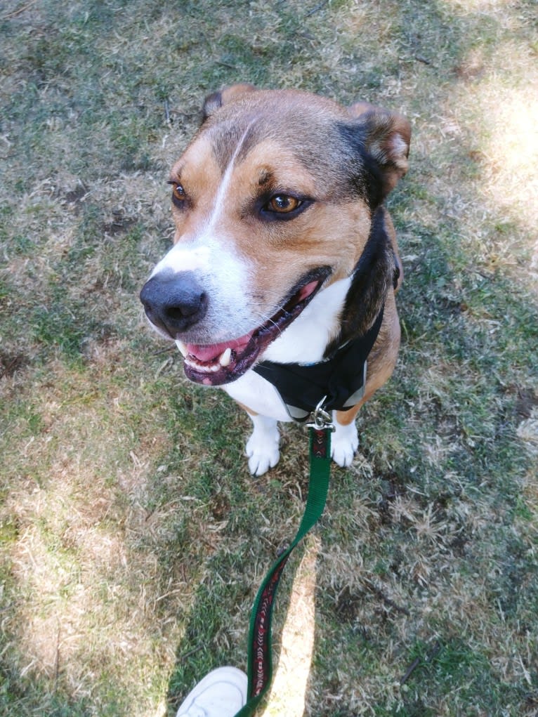 Goblin, an Australian Shepherd and American Bully mix tested with EmbarkVet.com