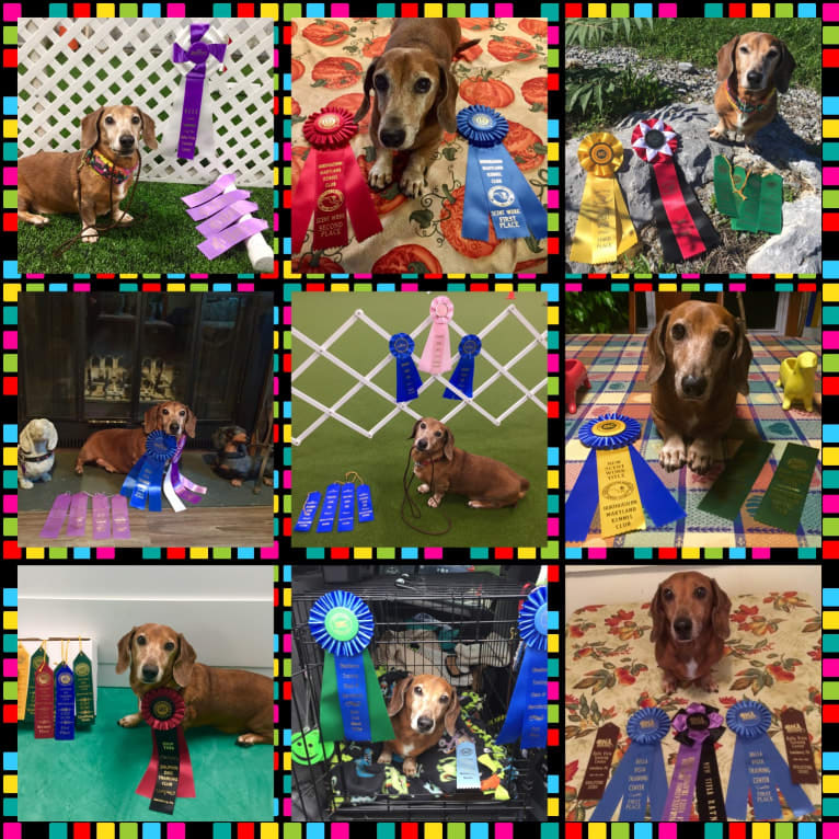 URO3 NI NE Jacob Levi RI SWA SHDNE CGCA TKP RATN RL1X RL2 RLV2X CW-ARA CW-DDA CW-Ob2A, a Dachshund tested with EmbarkVet.com