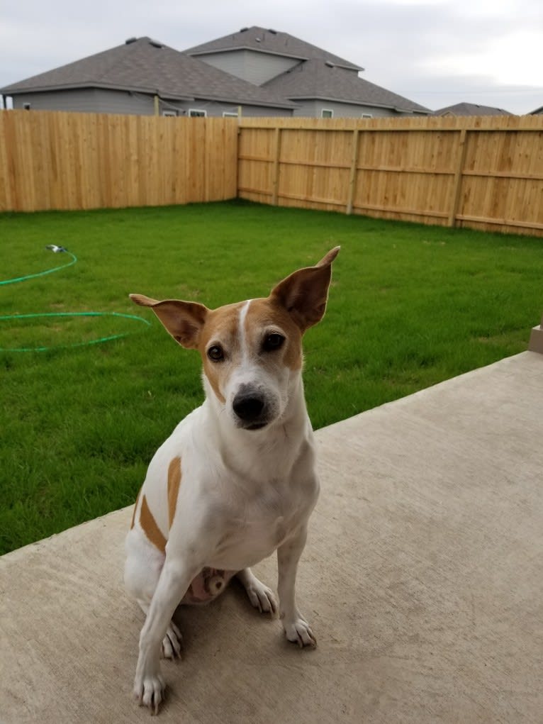 Jax, a Rat Terrier and Toy Fox Terrier mix tested with EmbarkVet.com