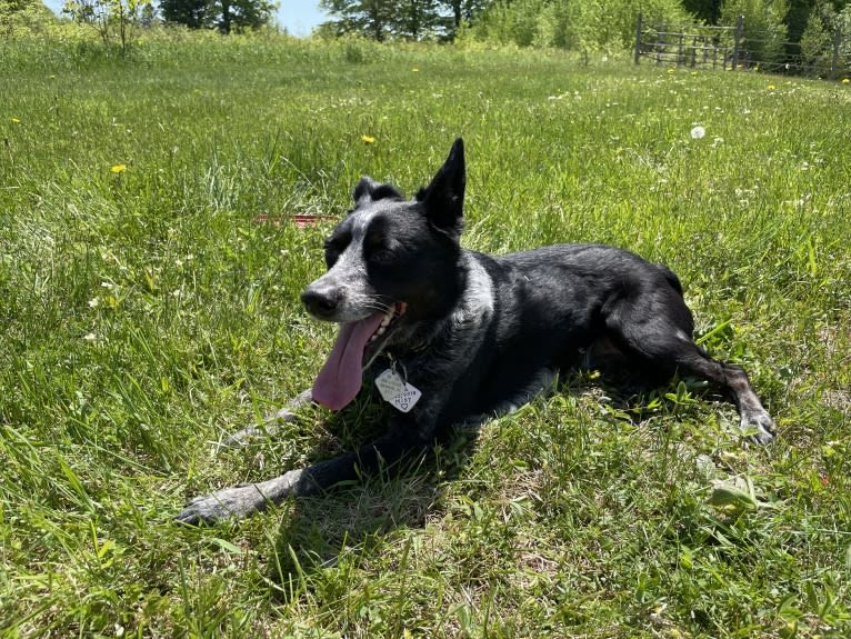 Mist, an Australian Cattle Dog and Australian Shepherd mix tested with EmbarkVet.com