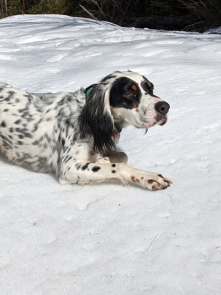 Pippa, a Llewellin Setter tested with EmbarkVet.com