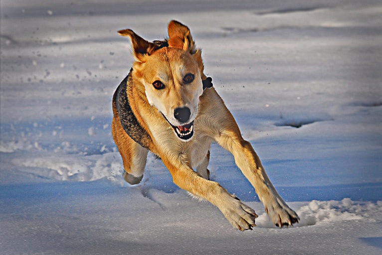 Mushski, an Alaskan-type Husky and Golden Retriever mix tested with EmbarkVet.com