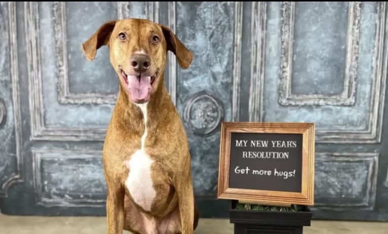 Leroy, a Doberman Pinscher and Boxer mix tested with EmbarkVet.com