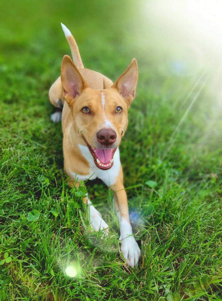 Hazel, a Melanesian Village Dog tested with EmbarkVet.com