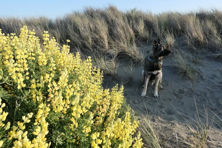 Kodiak, a Caucasian Ovcharka and German Shepherd Dog mix tested with EmbarkVet.com