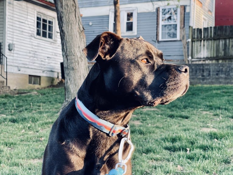 Zhala, a Cane Corso and American Pit Bull Terrier mix tested with EmbarkVet.com