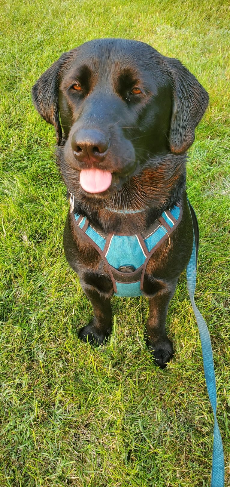 Chowder, a Siberian Husky and Labrador Retriever mix tested with EmbarkVet.com