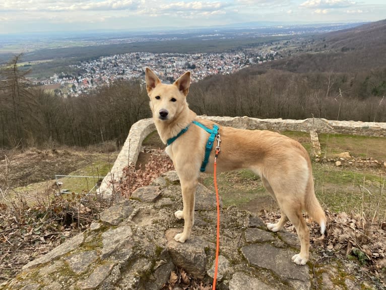 Photo of Apricot, a Canaan Dog  in 76133 Karlsruhe, Deutschland