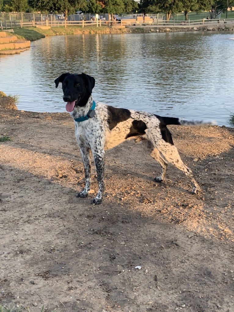 Huey, a German Shorthaired Pointer and Border Collie mix tested with EmbarkVet.com
