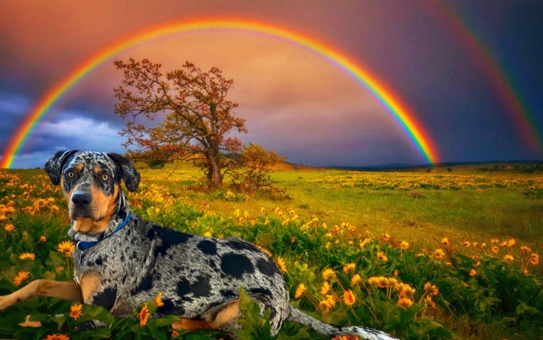 Roux, a Catahoula Leopard Dog tested with EmbarkVet.com