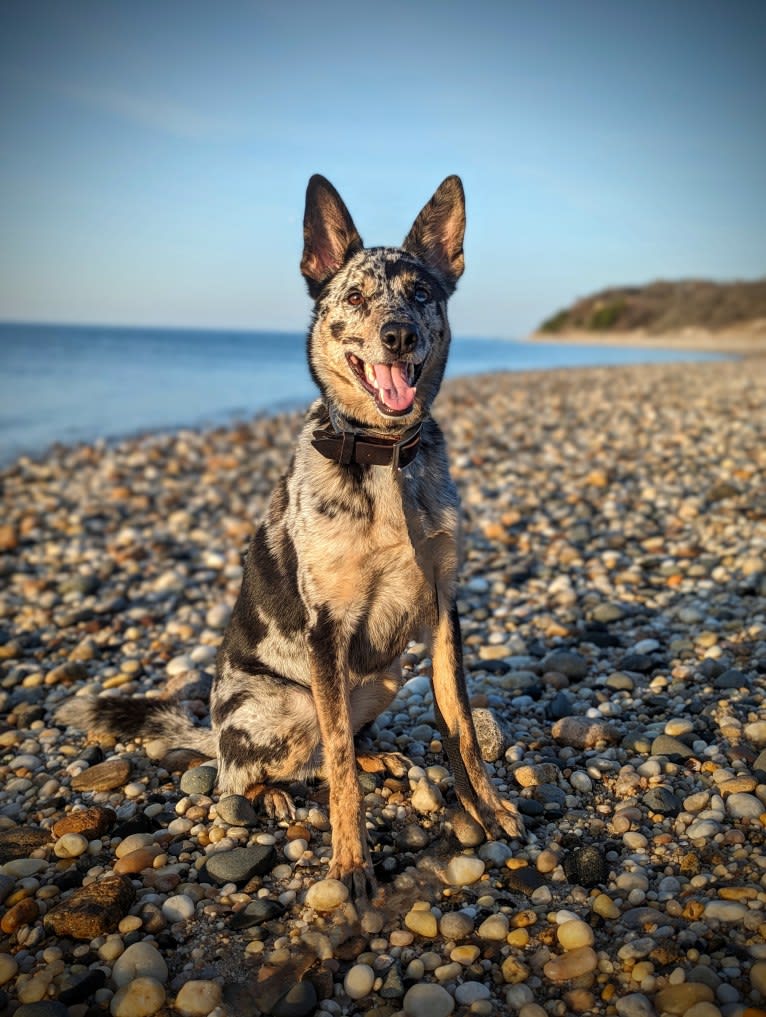 Noda, a German Shepherd Dog and Australian Shepherd mix tested with EmbarkVet.com