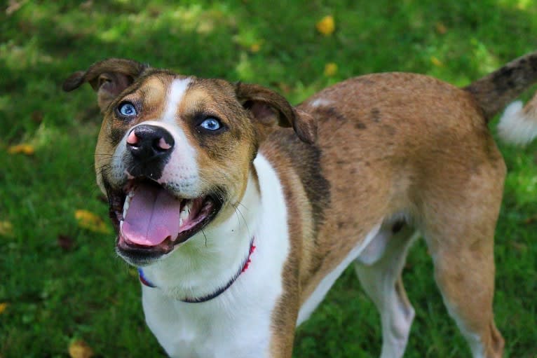 Thor, a Boston Terrier and Siberian Husky mix tested with EmbarkVet.com