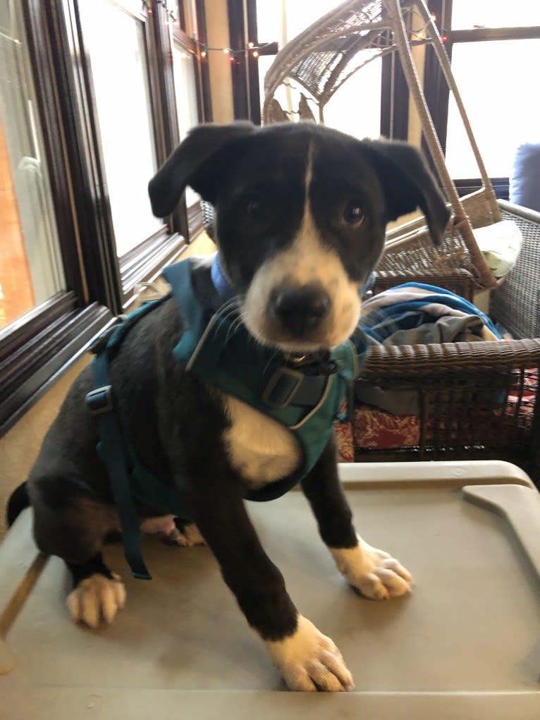 Easton, a Great Pyrenees and American Pit Bull Terrier mix tested with EmbarkVet.com