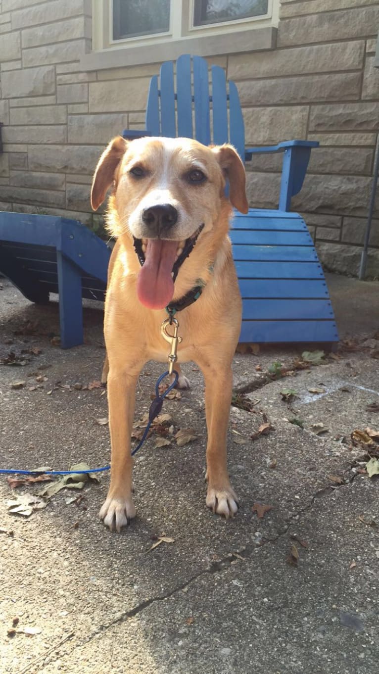 Sammy, a Rat Terrier and Golden Retriever mix tested with EmbarkVet.com