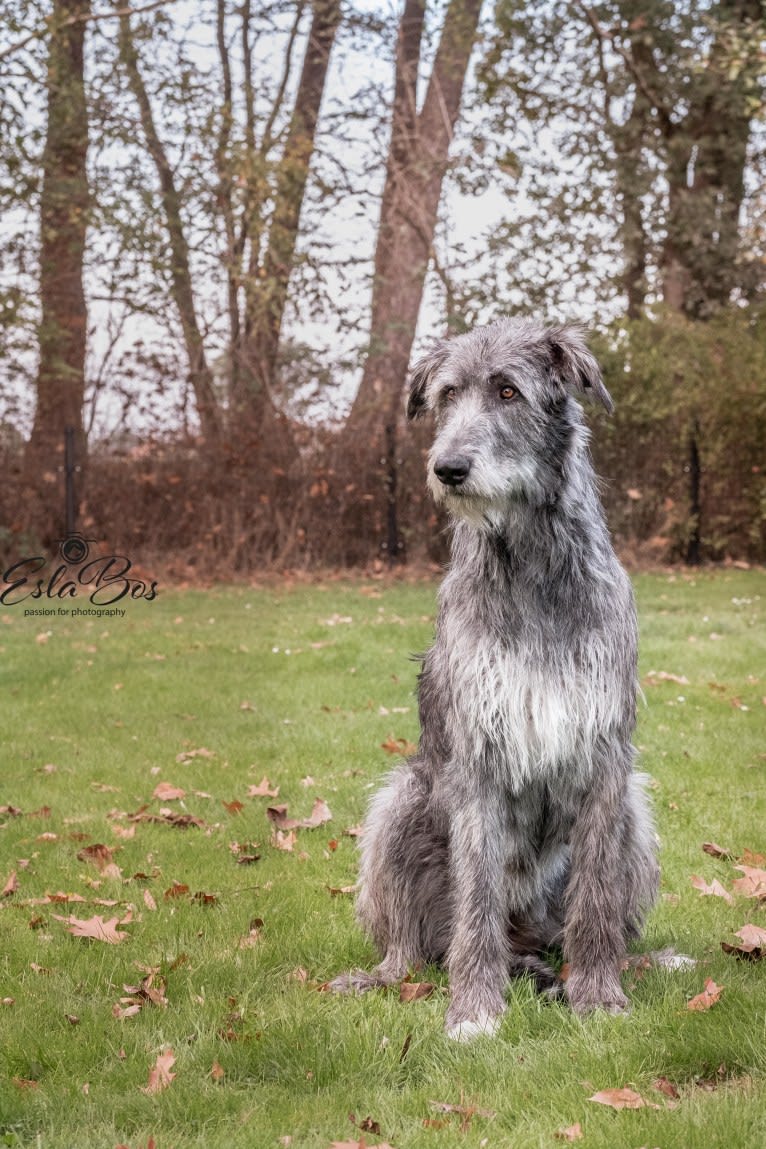 Hunter, a German Shepherd Dog and Irish Wolfhound mix tested with EmbarkVet.com