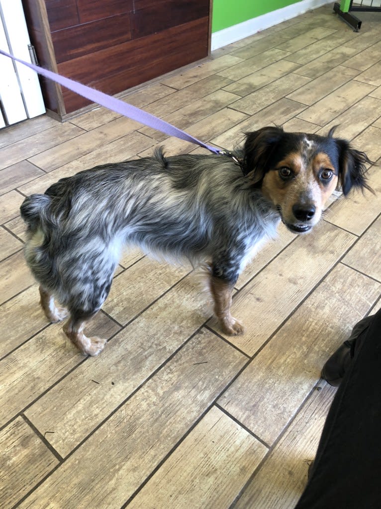 Banjo, an Australian Cattle Dog and Cocker Spaniel mix tested with EmbarkVet.com