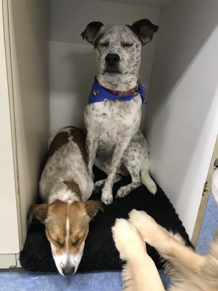 Skipper, an Australian Cattle Dog and Chihuahua mix tested with EmbarkVet.com