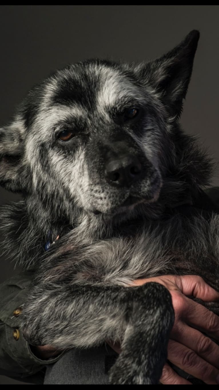 Augie, a German Shepherd Dog and Golden Retriever mix tested with EmbarkVet.com