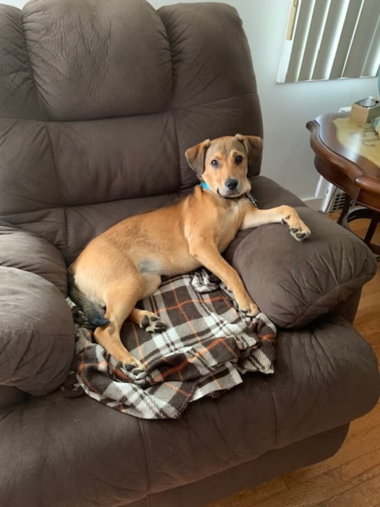 Pretzel, a Beagle and Golden Retriever mix tested with EmbarkVet.com