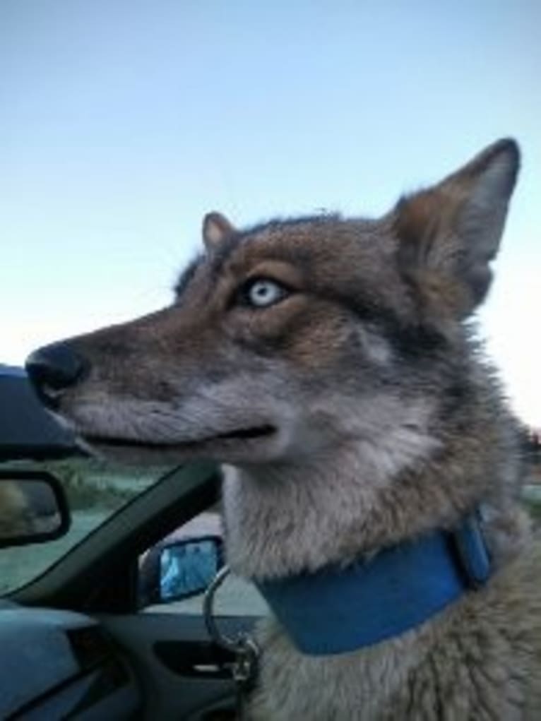 Sneaky, a Siberian Husky and Coyote mix tested with EmbarkVet.com