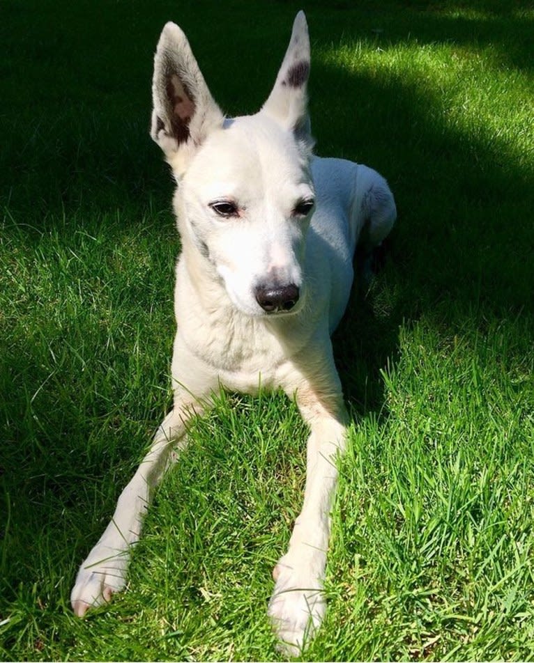 Joe, an Australian Cattle Dog and Rat Terrier mix tested with EmbarkVet.com