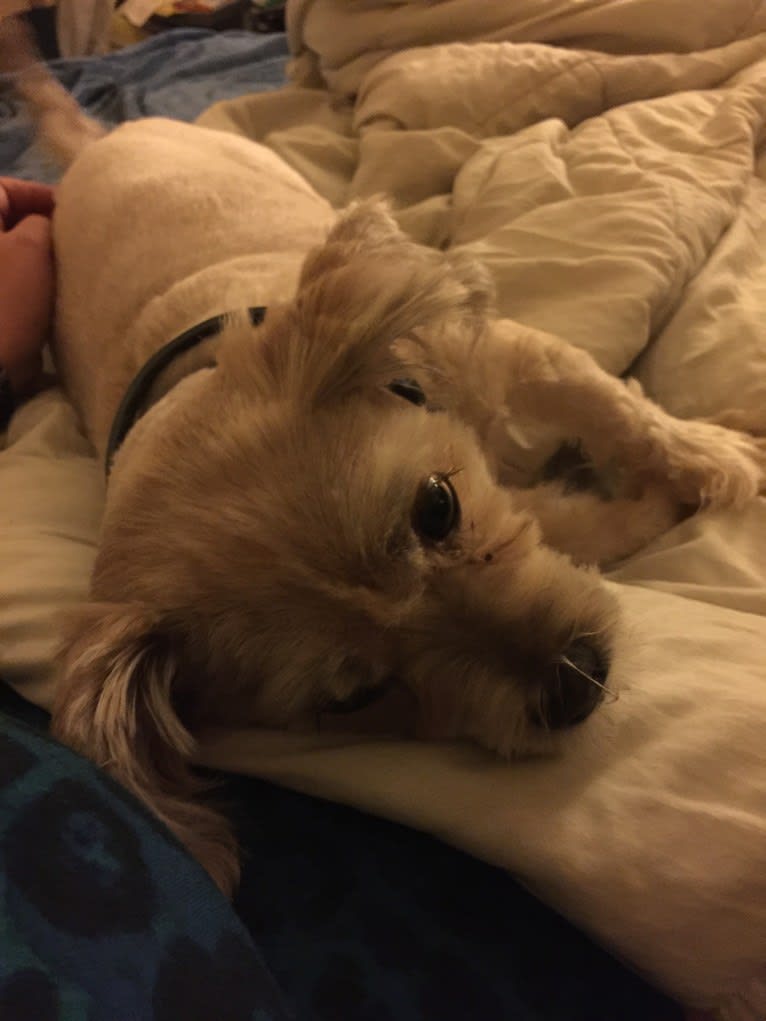 Roscoe, a Rat Terrier and Lhasa Apso mix tested with EmbarkVet.com