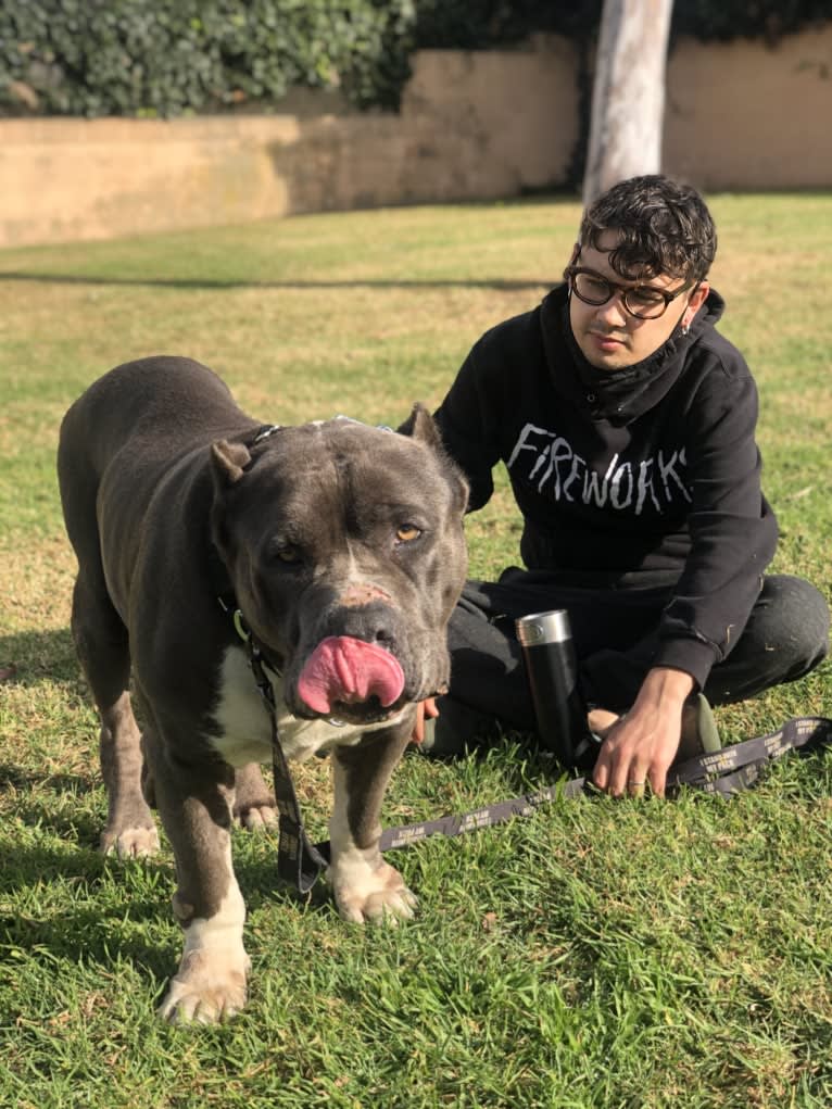 Otis, an American Pit Bull Terrier and Neapolitan Mastiff mix tested with EmbarkVet.com