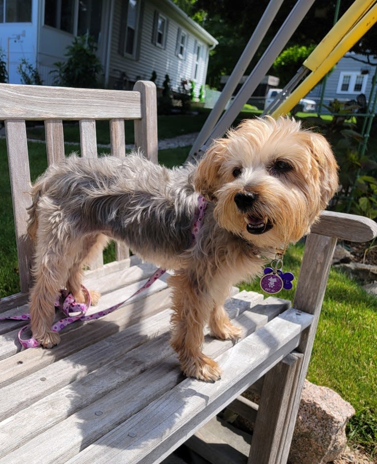Trixie, a Yorkshire Terrier tested with EmbarkVet.com