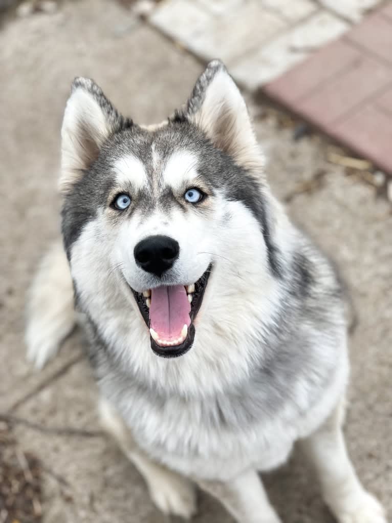 Boomer, a Siberian Husky tested with EmbarkVet.com