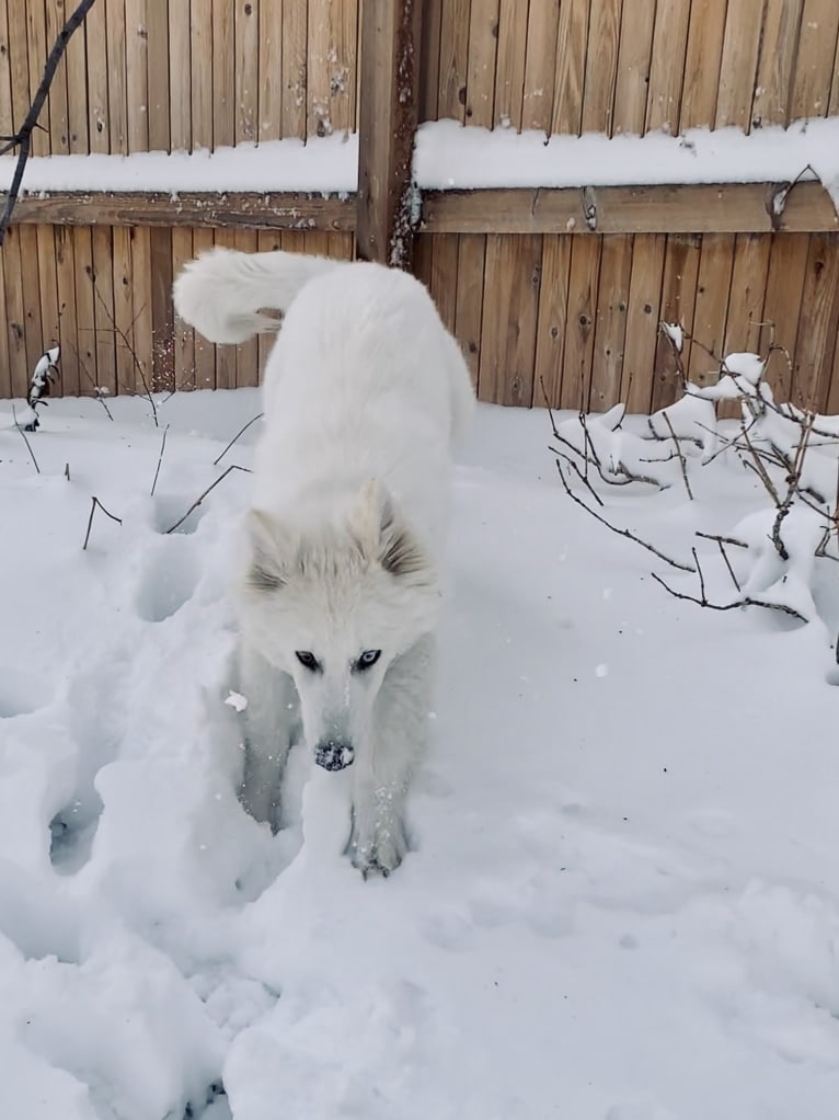 Photo of Ban, a Siberian Husky, German Shepherd Dog, Alaskan Malamute, and Samoyed mix in Corona, CA, USA