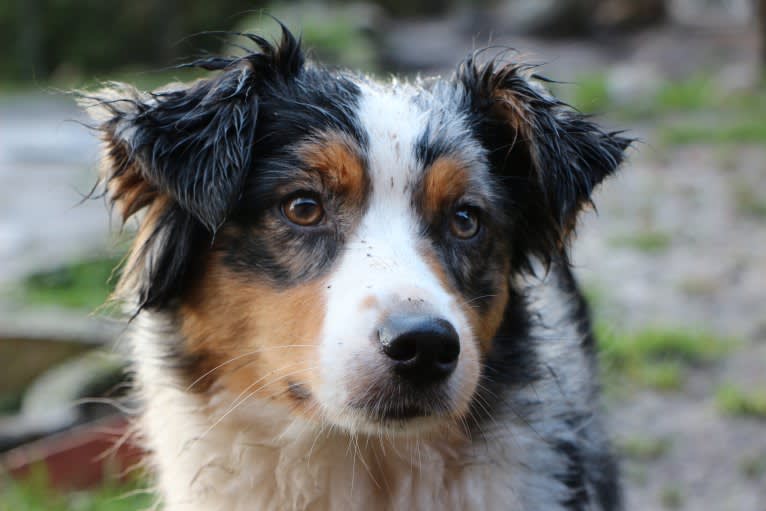 Sweet Heart Last Chance of Happiness, an Australian Shepherd tested with EmbarkVet.com