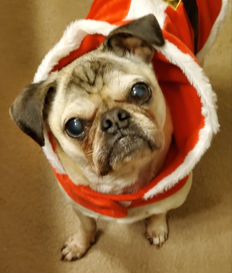 Pugsley, a Pug tested with EmbarkVet.com