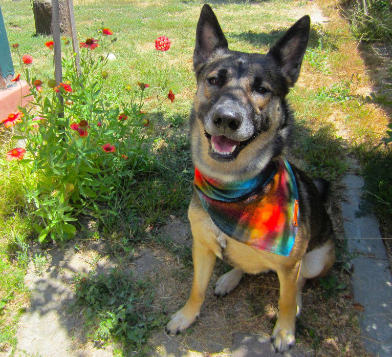 Halo, a Belgian Malinois and Siberian Husky mix tested with EmbarkVet.com