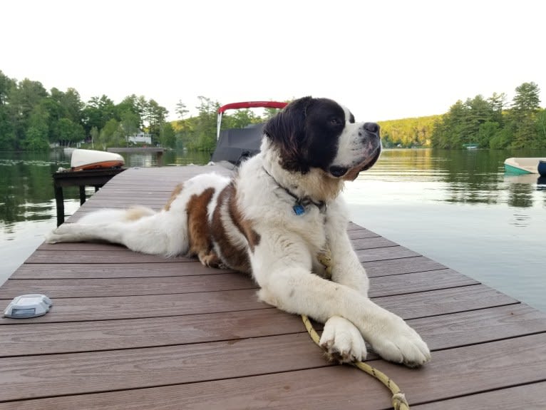 Waffles, a Saint Bernard tested with EmbarkVet.com