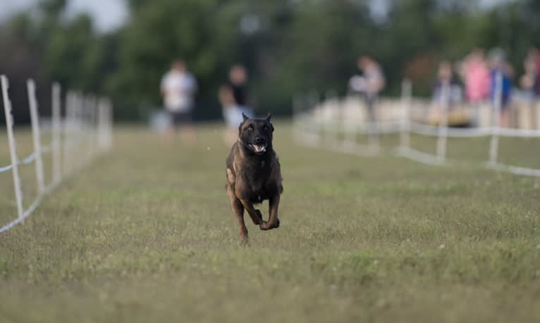 KHs Taking What’s Ours With Fire and Blood “Drogon” TKE RATN, a Belgian Shepherd tested with EmbarkVet.com