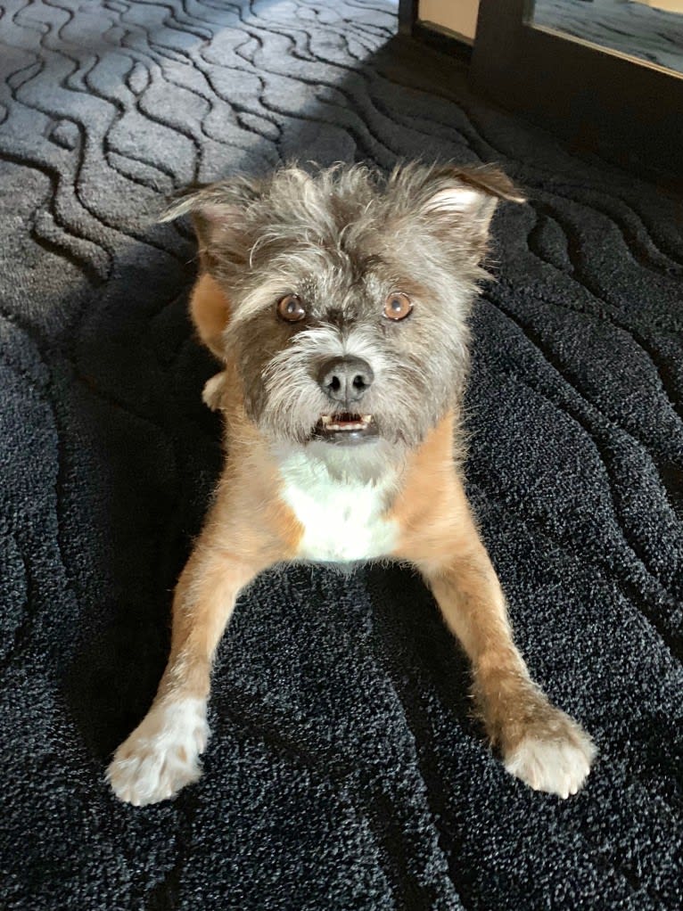 Ernie, a Bulldog and Shih Tzu mix tested with EmbarkVet.com