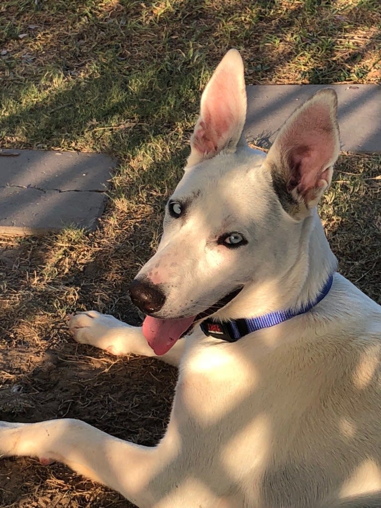 White Dog, a Siberian Husky and American Pit Bull Terrier mix tested with EmbarkVet.com