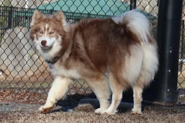 Sokka, a Siberian Husky tested with EmbarkVet.com