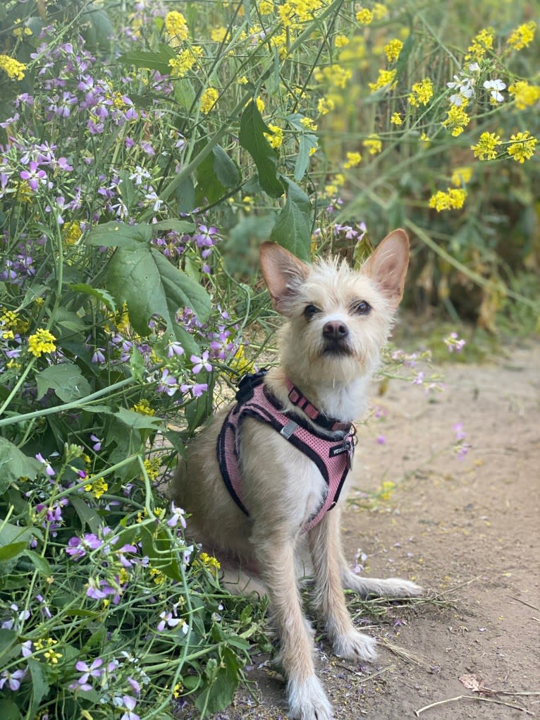 Ziggy, a Chihuahua and Poodle (Small) mix tested with EmbarkVet.com