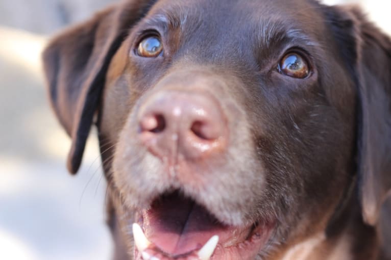 Shamus, a Labrador Retriever tested with EmbarkVet.com