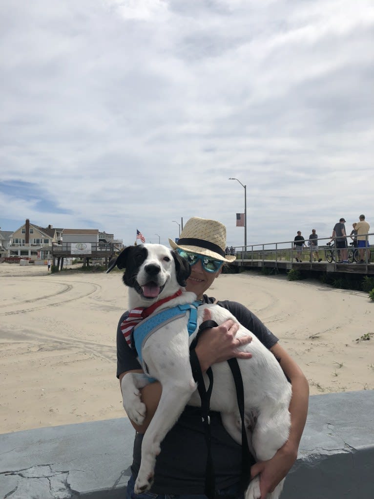 Harvey, an American Foxhound and American Bulldog mix tested with EmbarkVet.com
