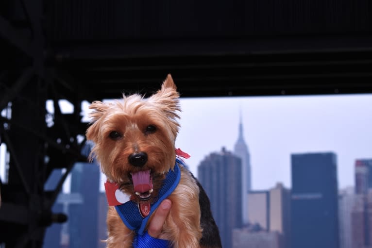 Bobbin Ray, a Yorkshire Terrier tested with EmbarkVet.com