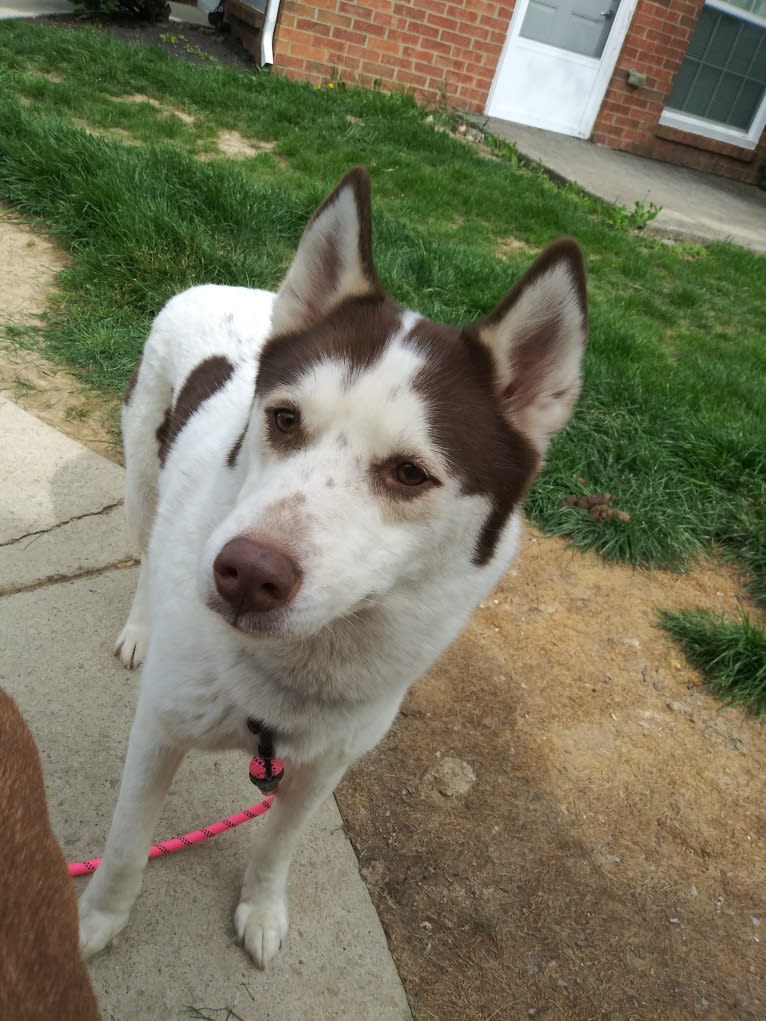 Kyah, a Siberian Husky tested with EmbarkVet.com