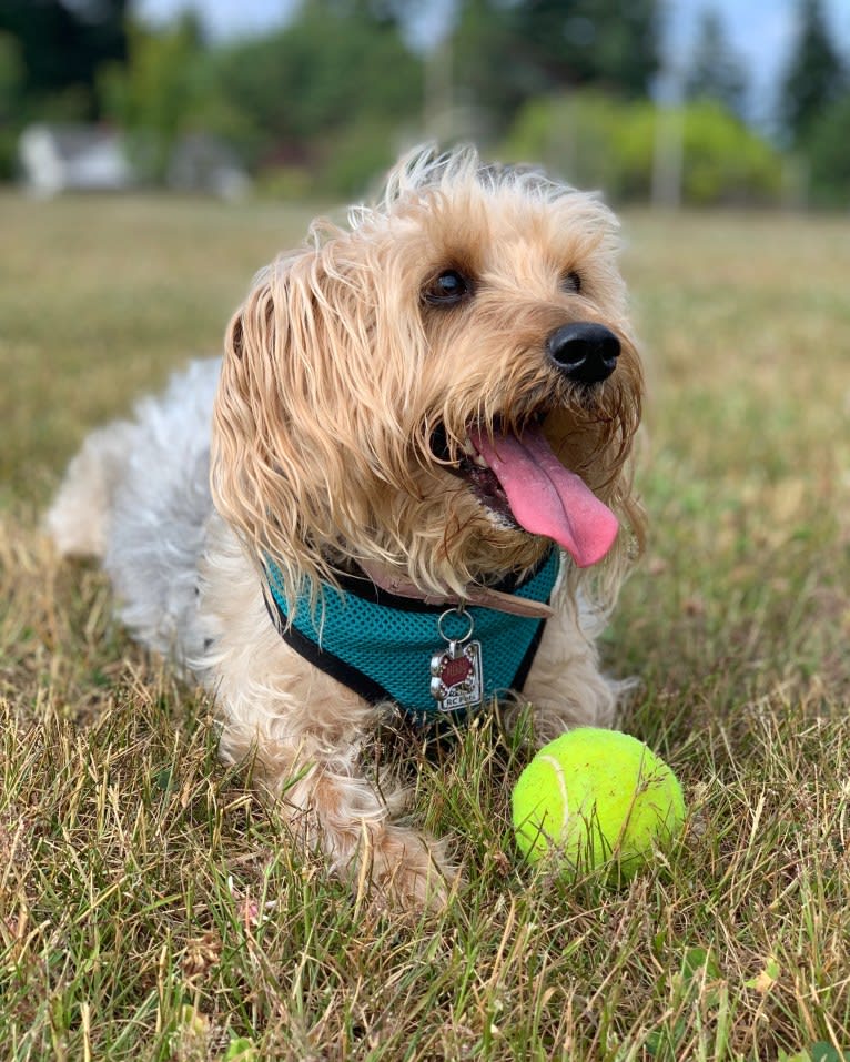 Missy, a Silky Terrier tested with EmbarkVet.com