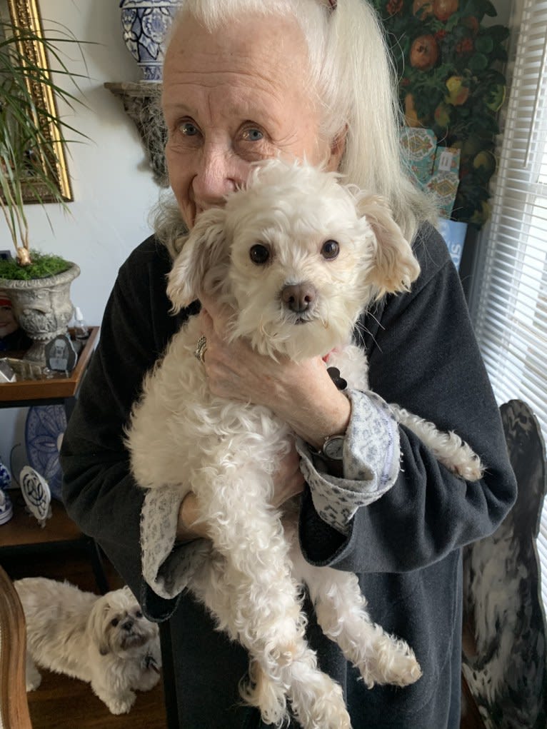 Photo of So Harry Winston… “Winston“, a Poodle (Small), Lhasa Apso, Chihuahua, and Mixed mix in San Mateo, CA, USA