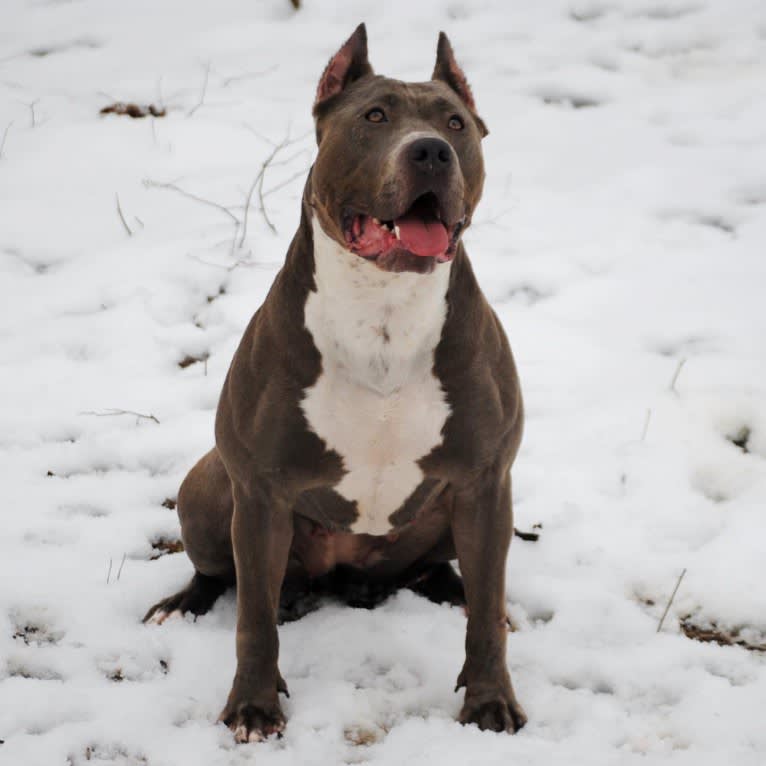 Dream, an American Bully tested with EmbarkVet.com
